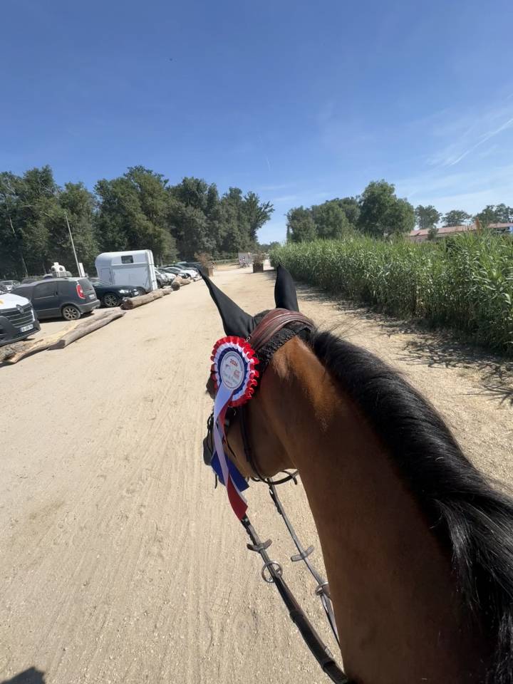 Excellent Poney de Grand prix &agrave; vendre 