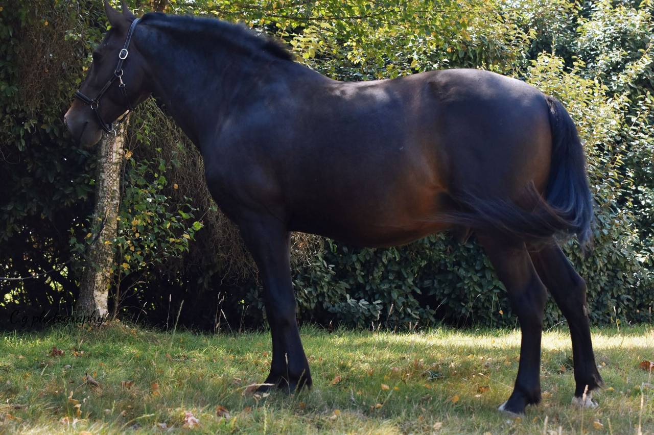 Cheval de Club - Fakir - 13 ans - Tr&egrave;s sympa - Porteur