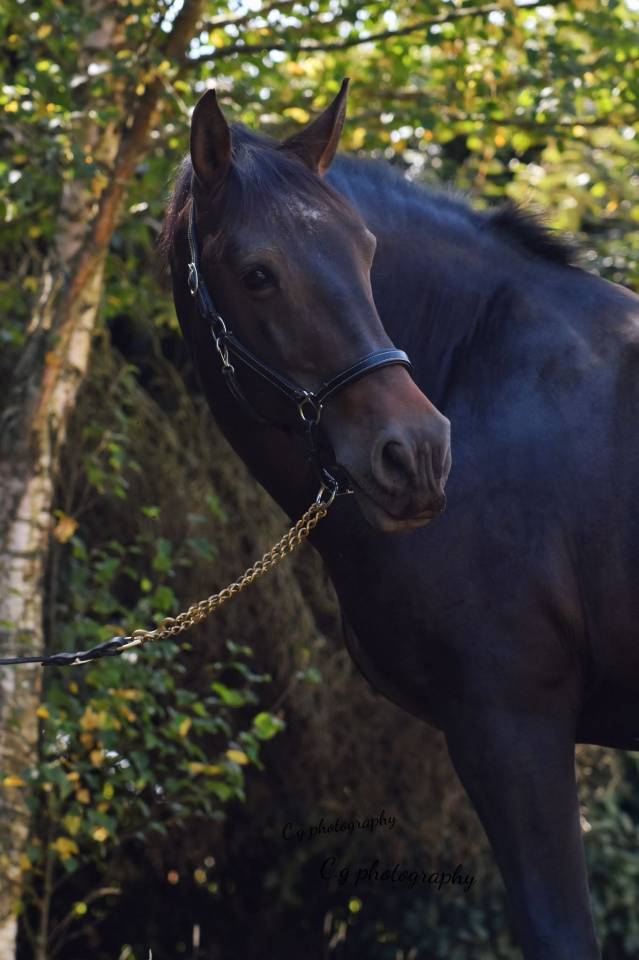 Cheval de Club - Fakir - 13 ans - Tr&egrave;s sympa - Porteur