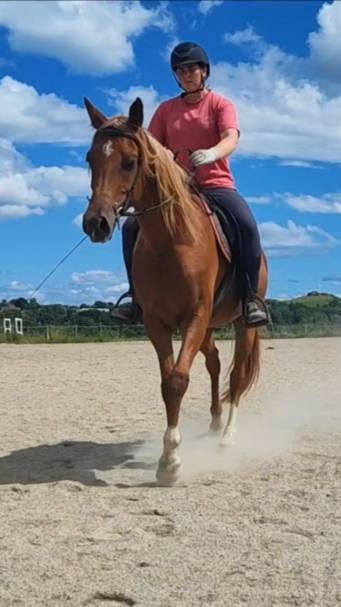 Hongre (PSA de 4 ans)