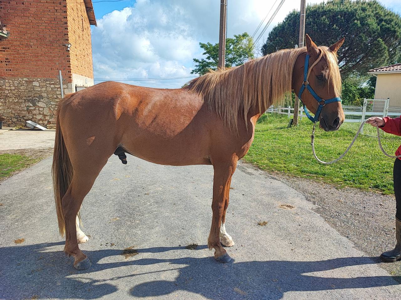 Hongre (PSA de 4 ans)