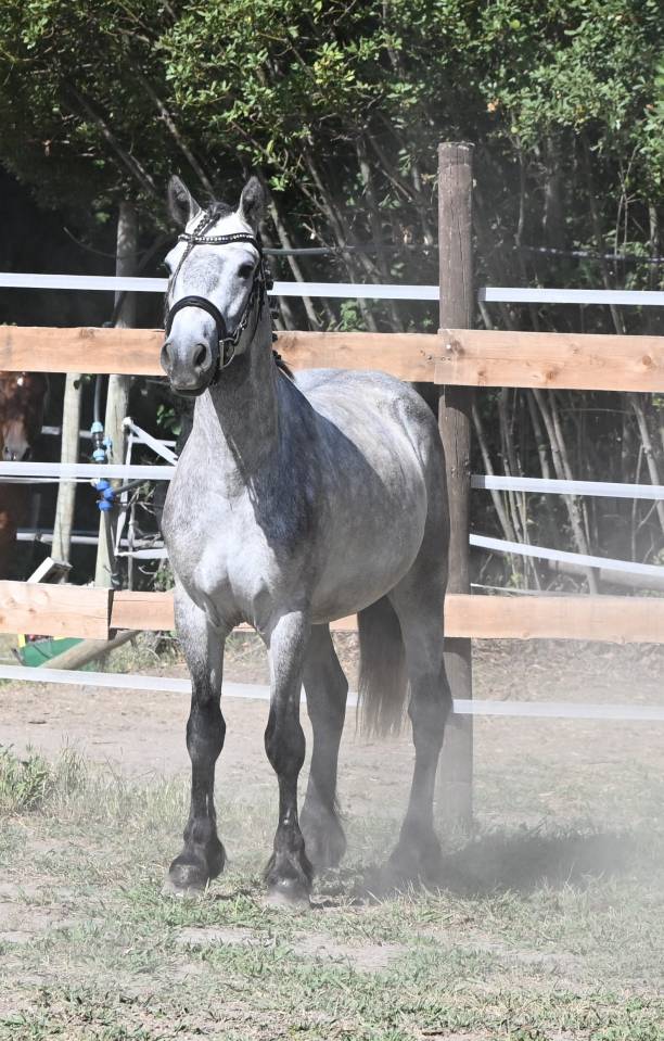 Top poney connemara hongre