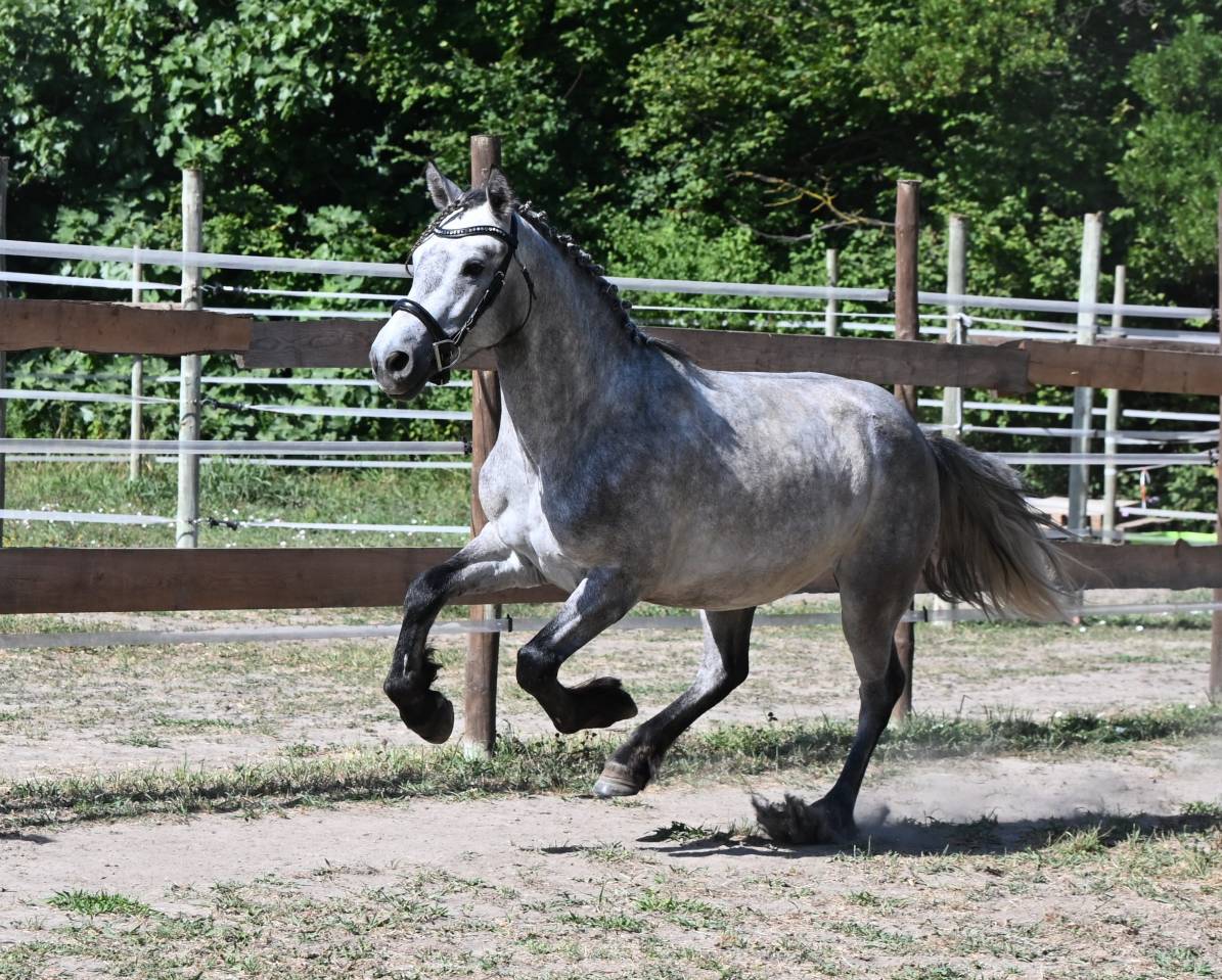 Top poney connemara hongre