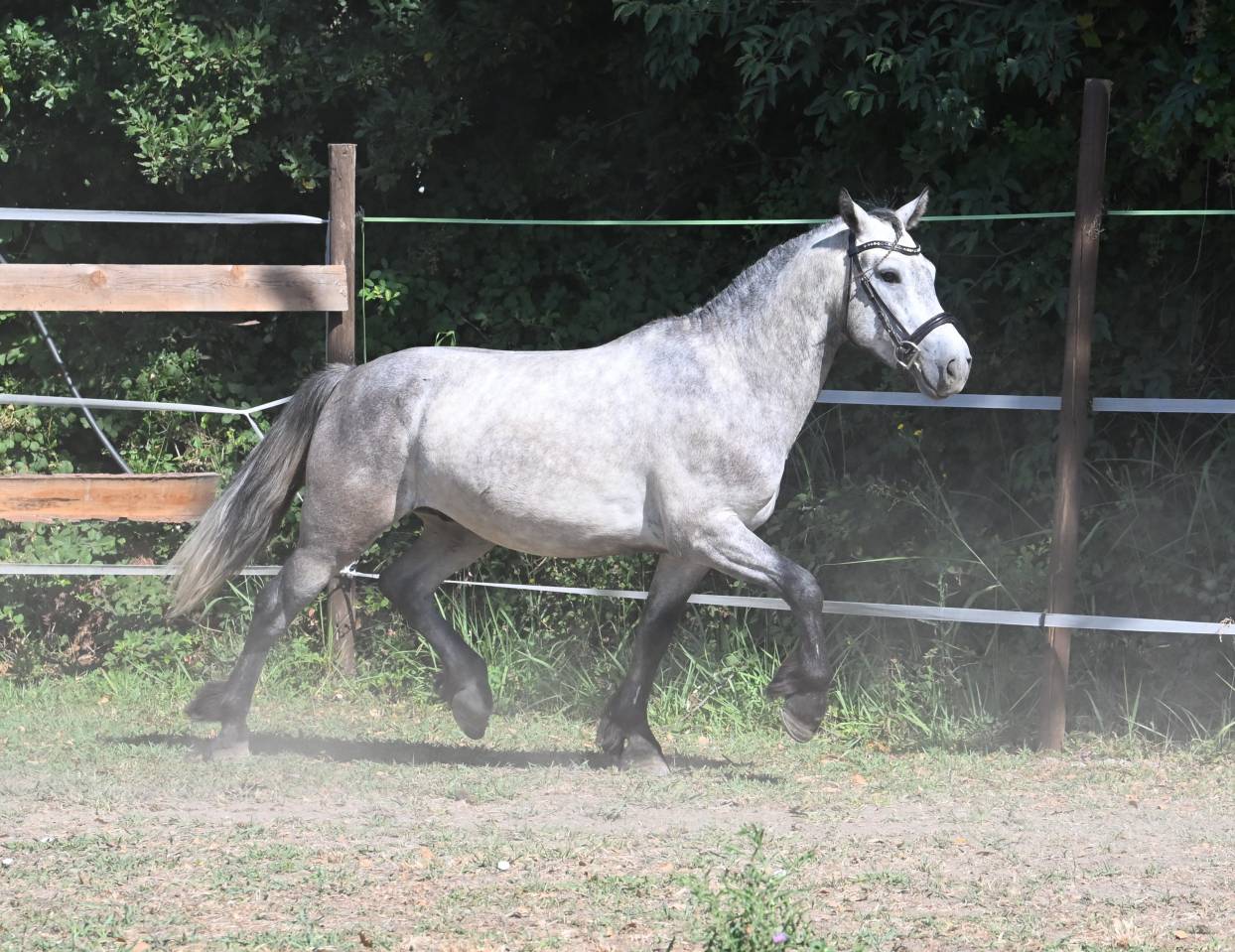 Top poney connemara hongre