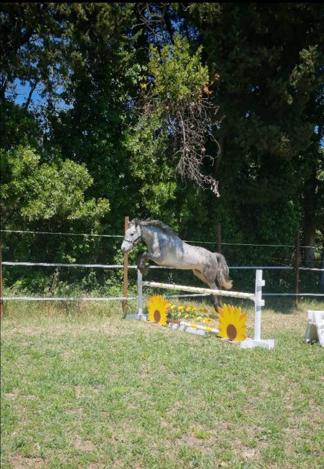 Top poney connemara hongre