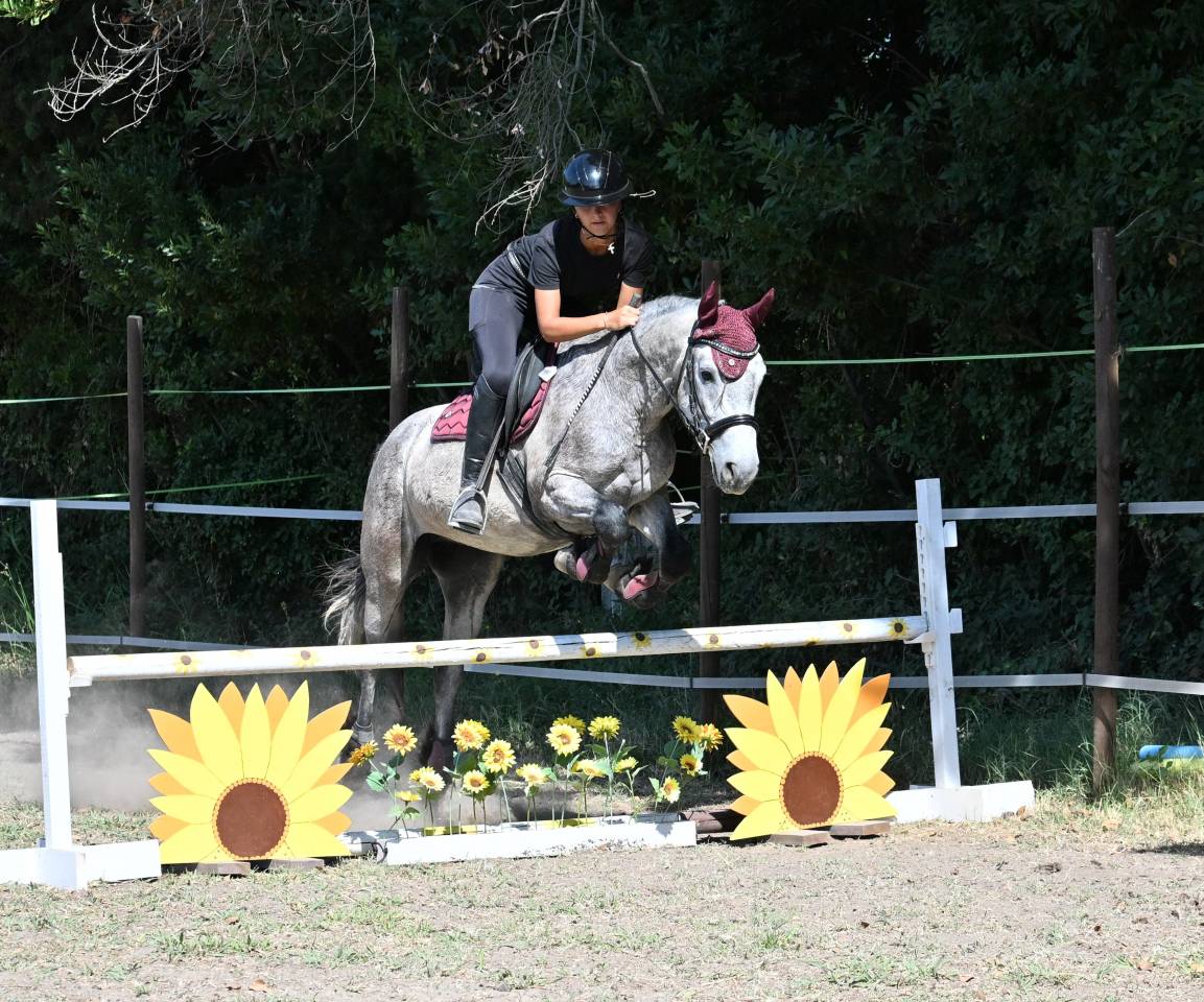 Top poney connemara hongre