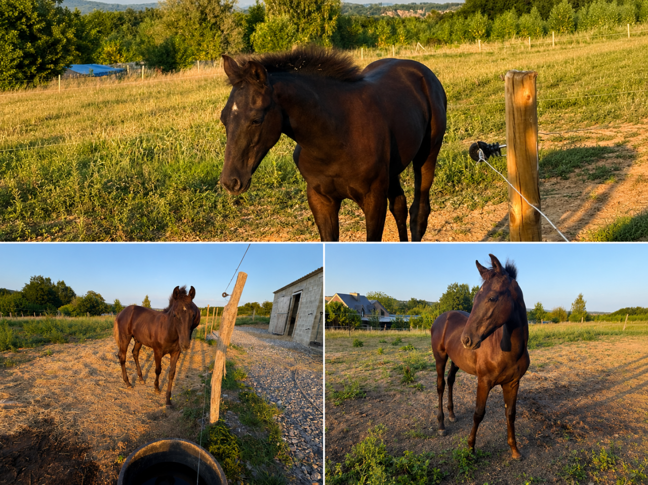 Magnifique poulain par Zonik Plus x Glamourdale