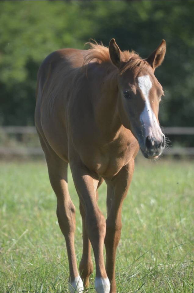 Pouliche paint horse overo alezan l