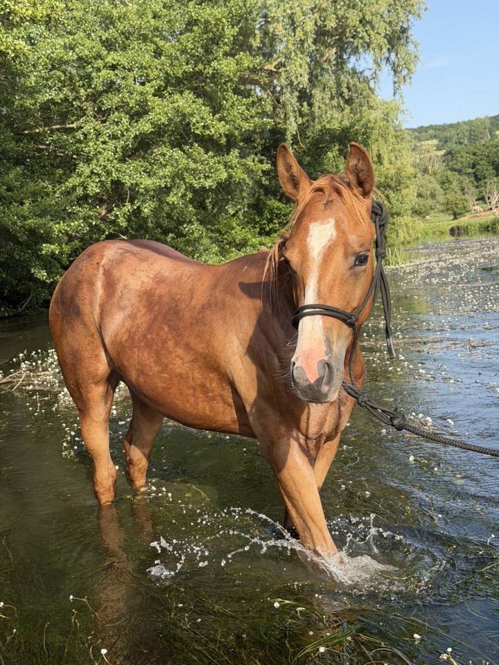 Pouliche paint horse overo alezan l