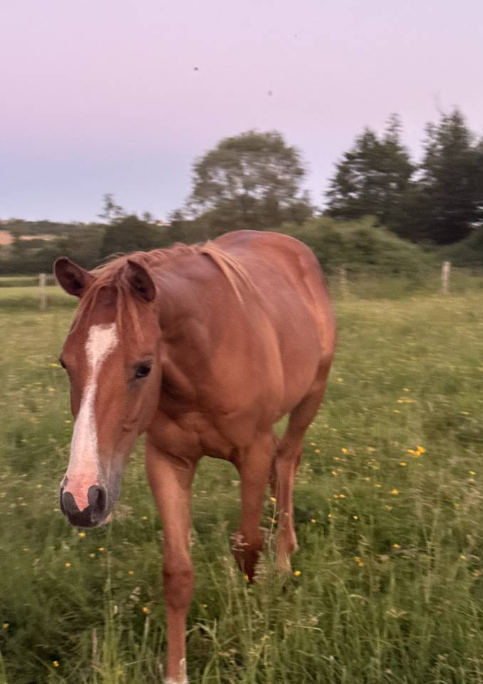 Pouliche paint horse overo alezan l
