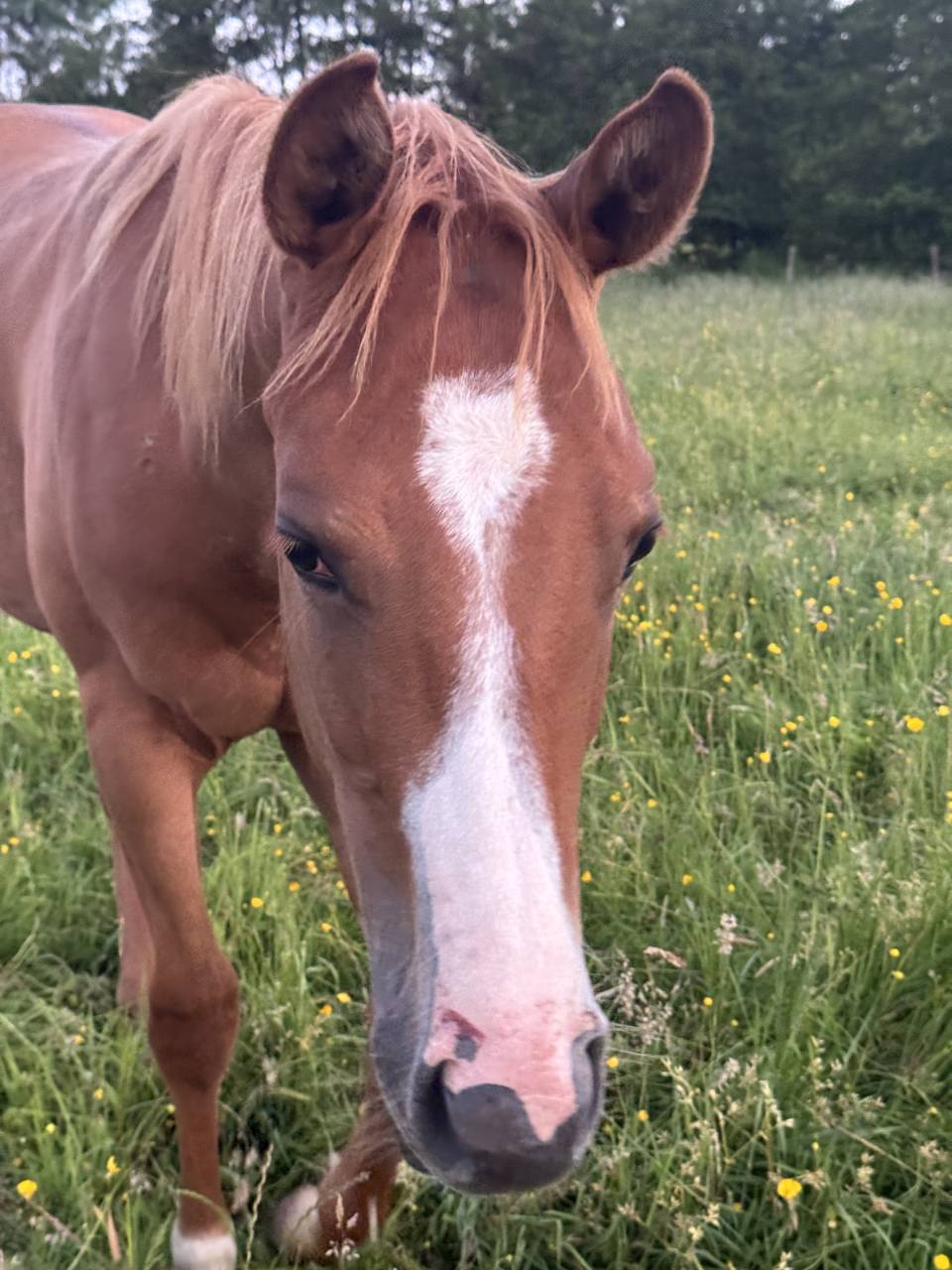 Pouliche paint horse overo alezan l