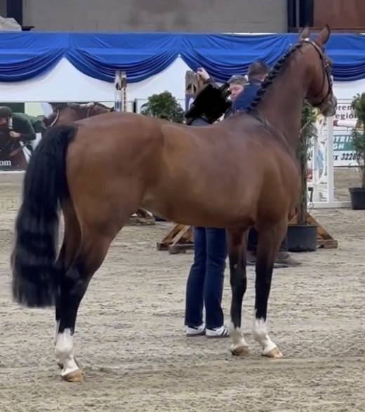 4 Foals 2 Poulini&egrave;res DOUBLE PLEASURE Champion Europe 