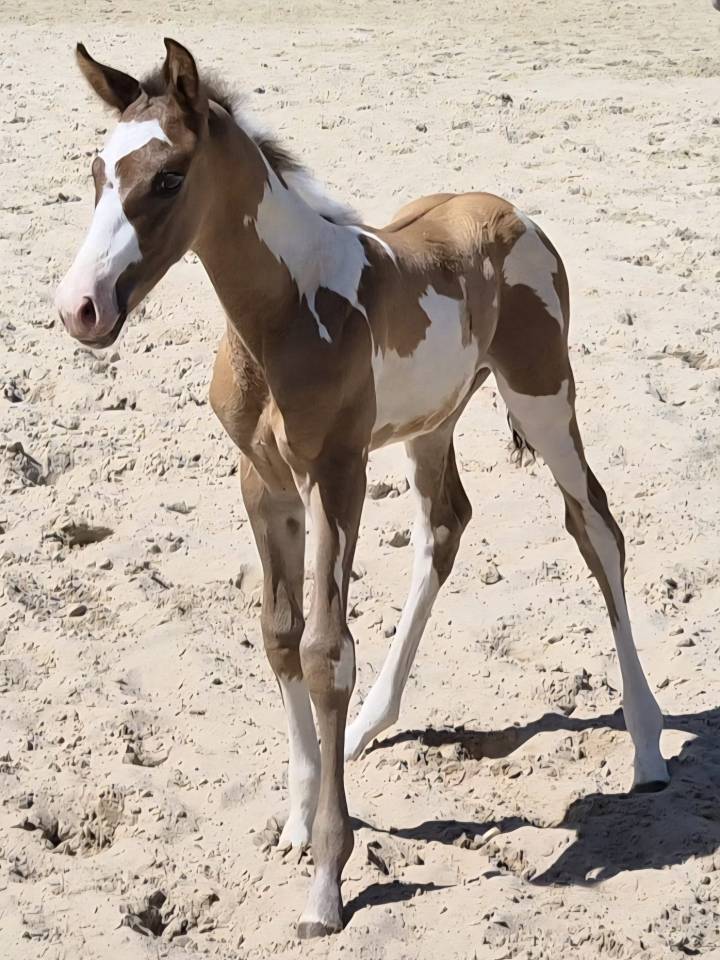 Poulain Paint Horse grullo overo pp
