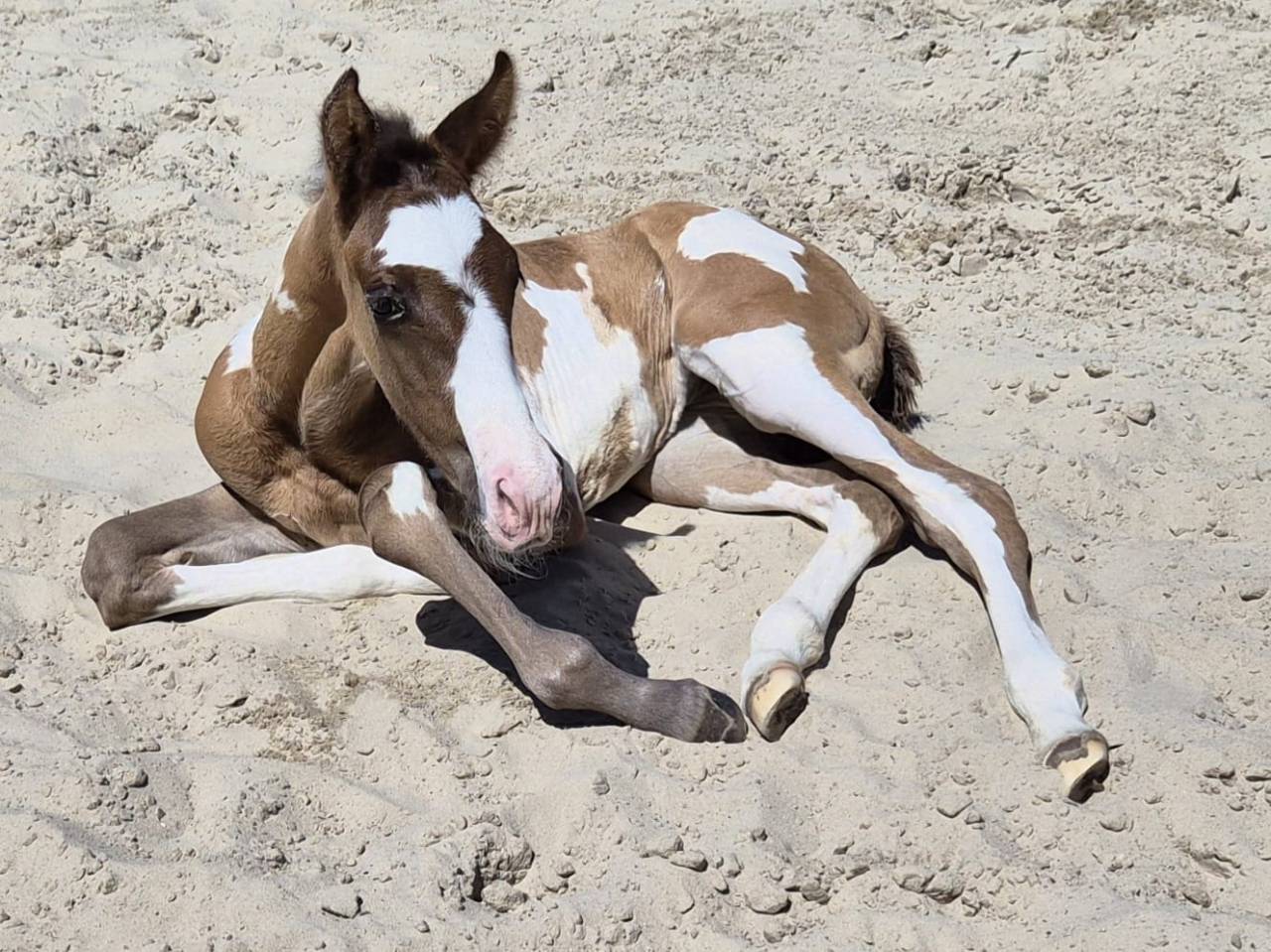 Poulain Paint Horse grullo overo pp