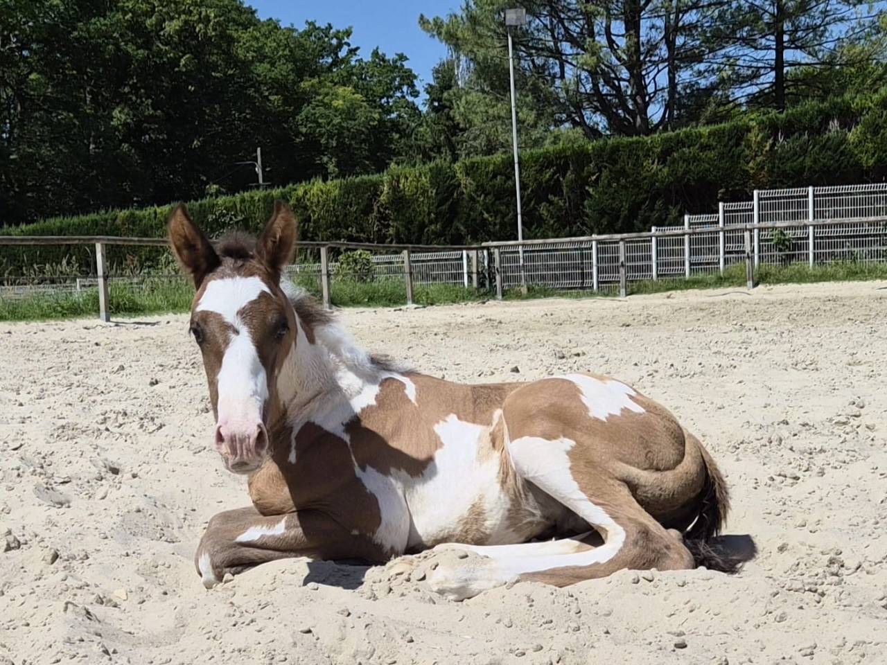 Poulain Paint Horse grullo overo pp