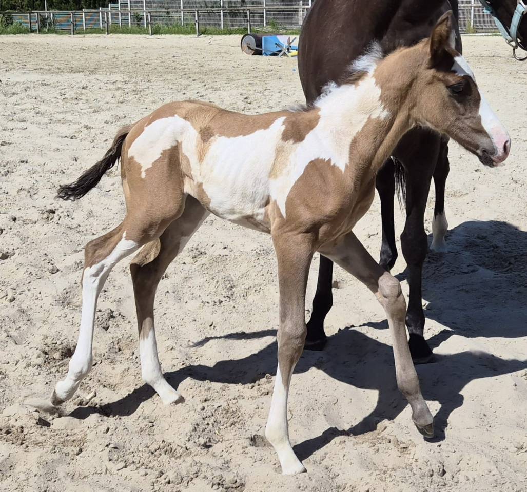 Poulain Paint Horse grullo overo pp