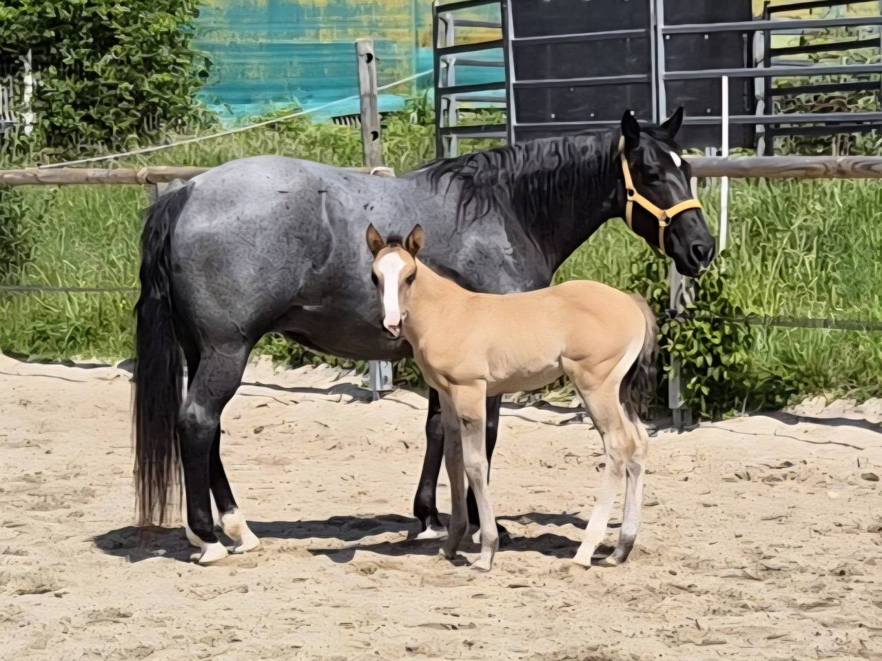 Pouliche QH grullo pp