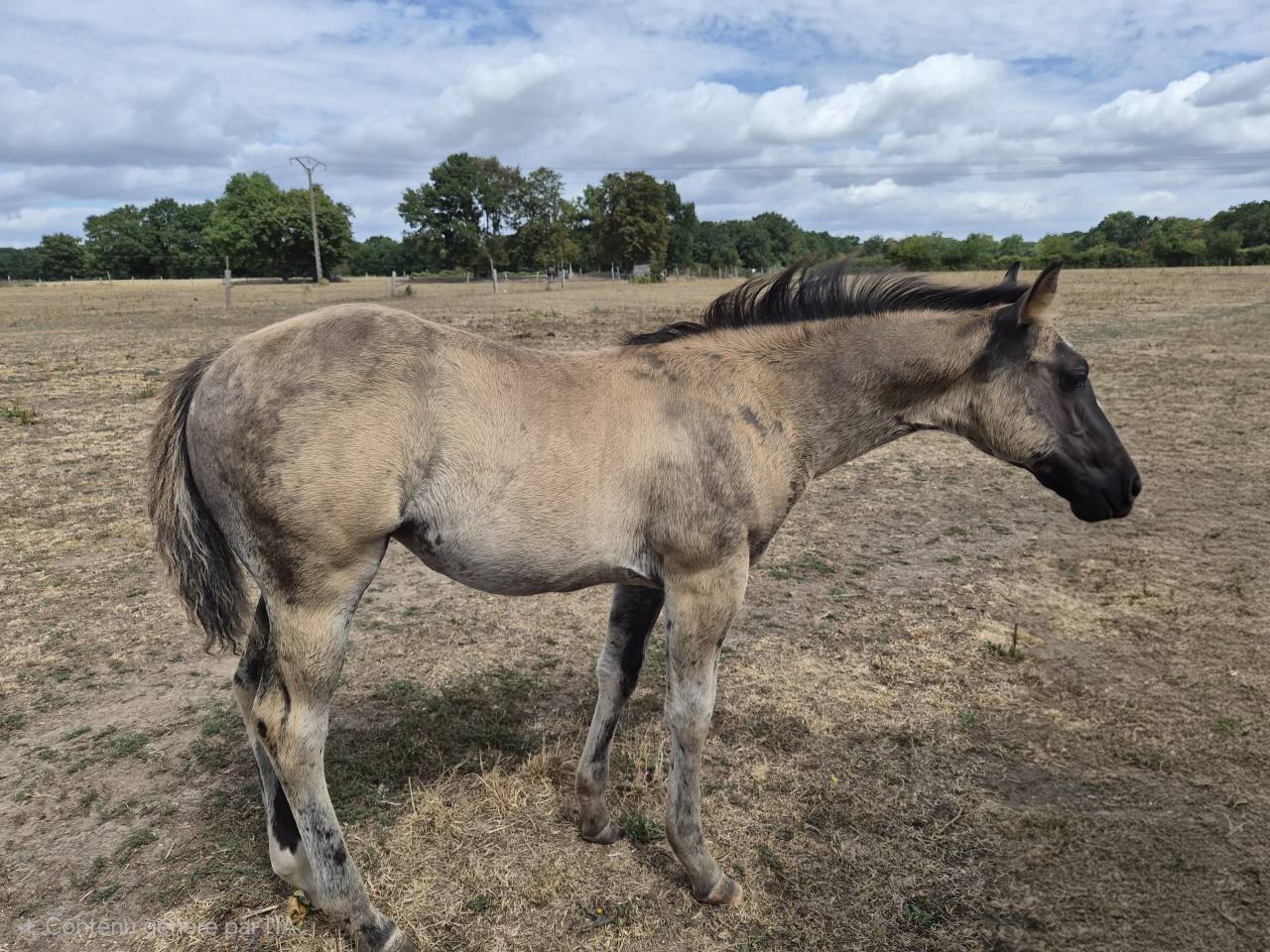 Pouliche QH grullo pp