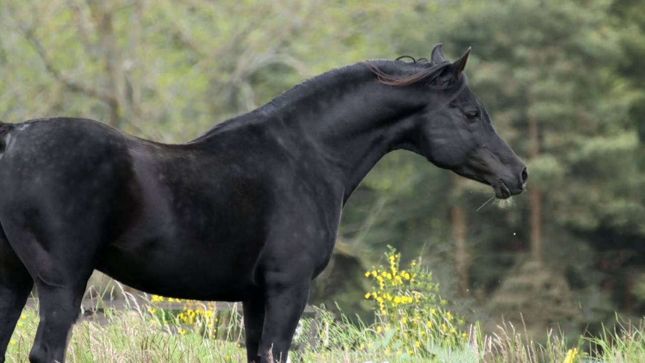 Magnifique poulain pur sang arabe noir 