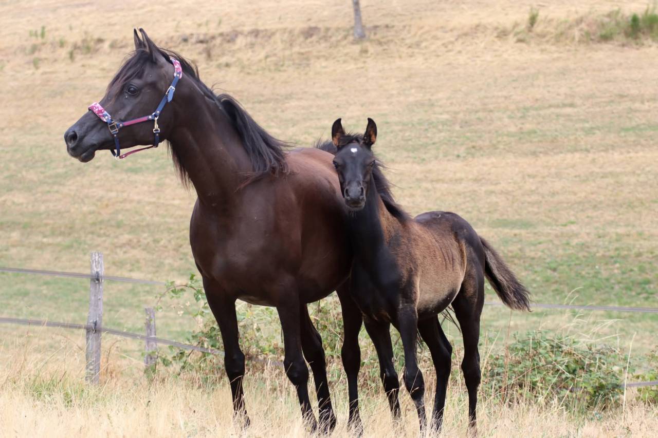 Magnifique poulain pur sang arabe noir 