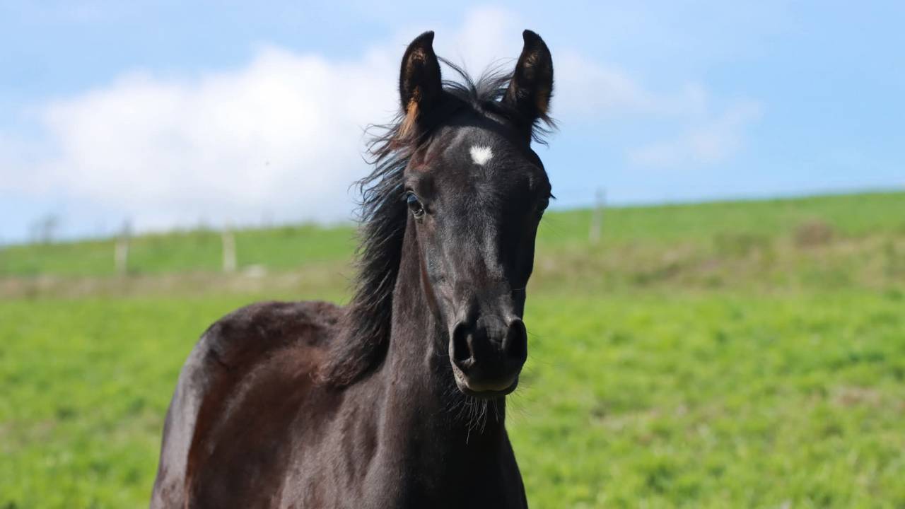 Magnifique poulain pur sang arabe noir 