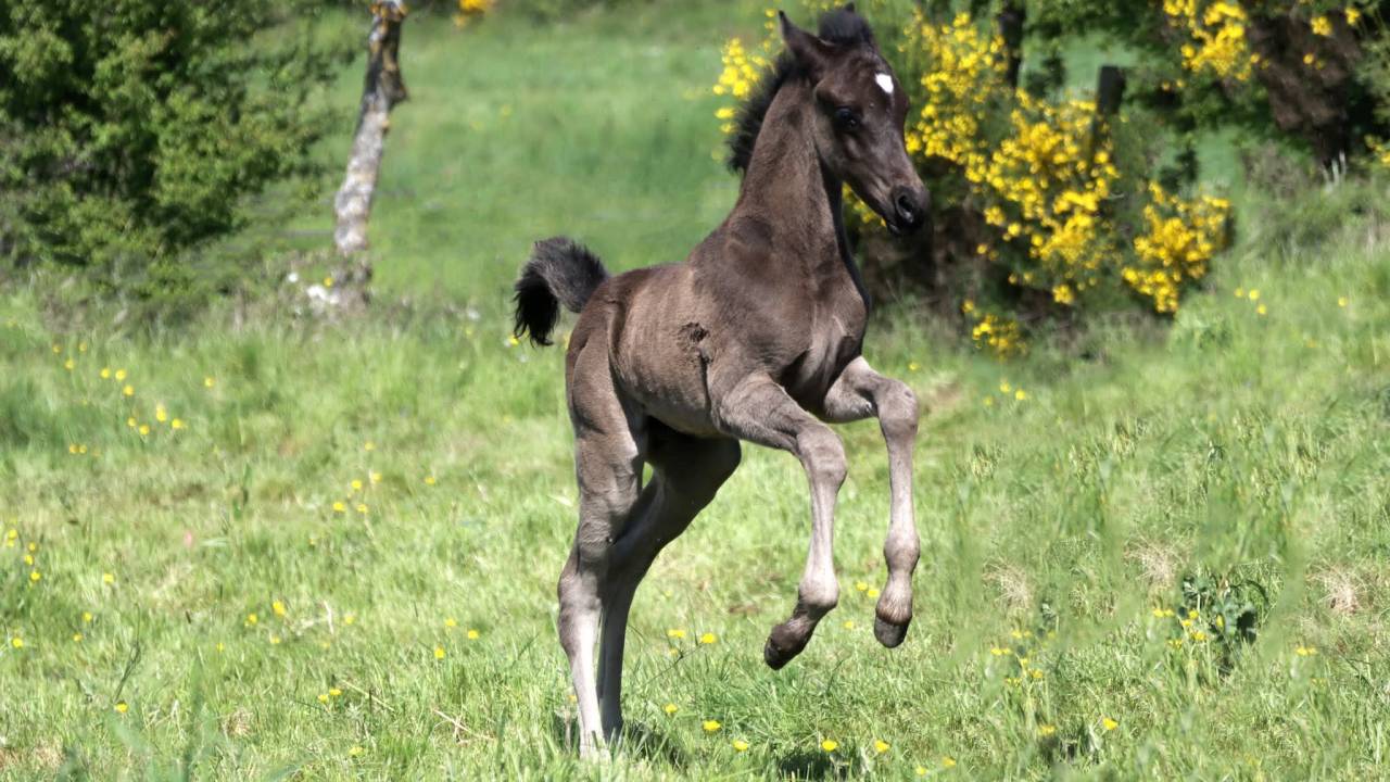 Magnifique poulain pur sang arabe noir 