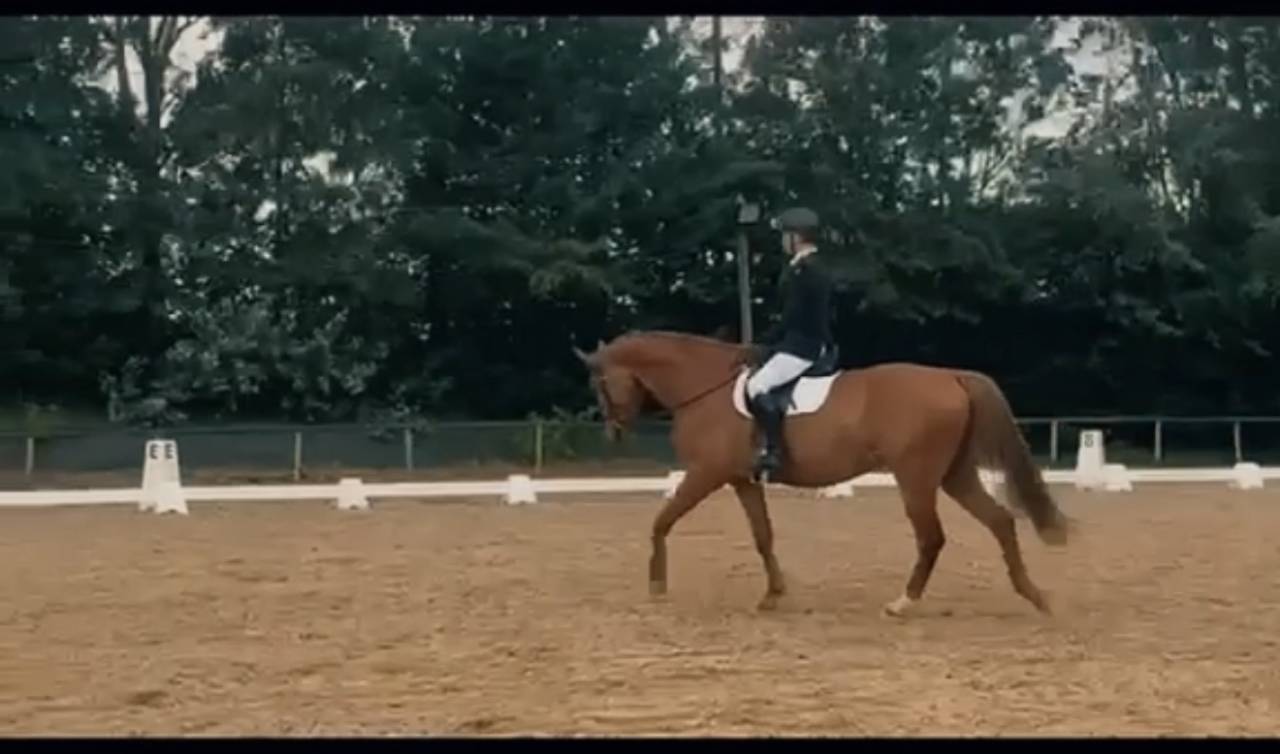 Cheval &agrave; valoriser 
