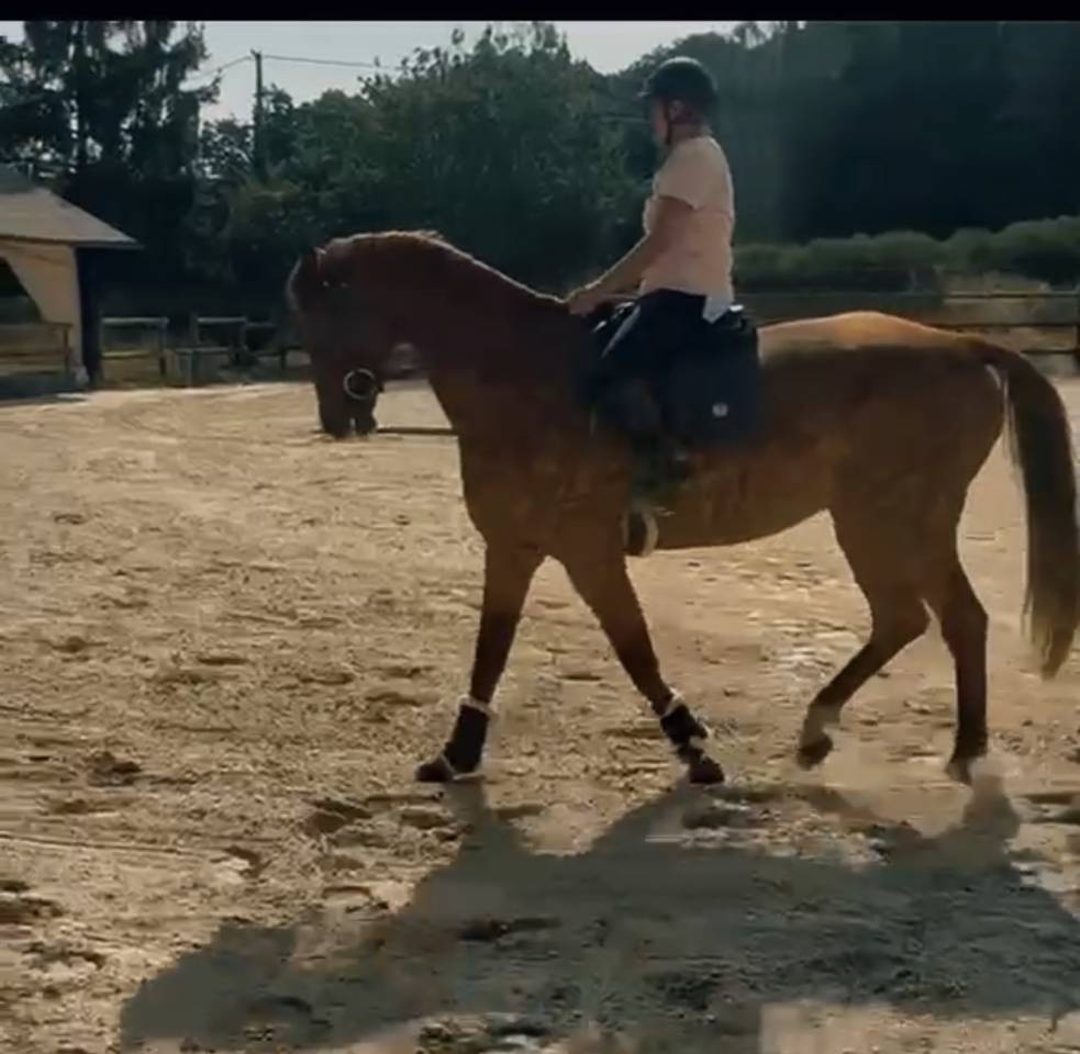 Cheval &agrave; valoriser 