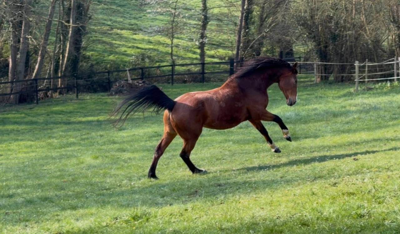 Jument SFO pour Pouliniere 8 PTS Pace