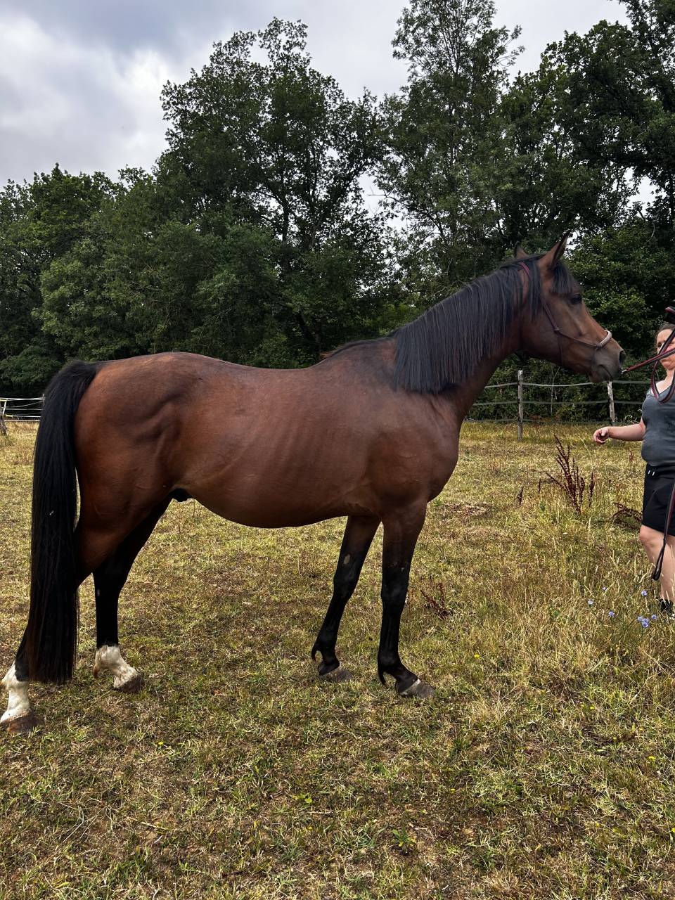 Nadir des Galiniers Cheval Pure Sang Arabe 3 ans