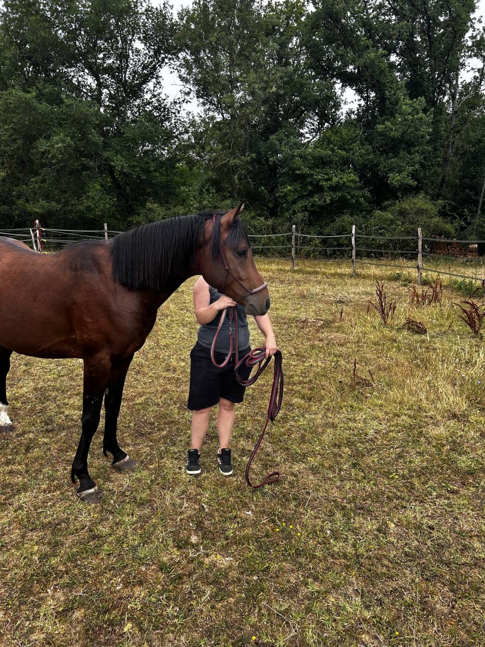 Nadir des Galiniers Cheval Pure Sang Arabe 3 ans