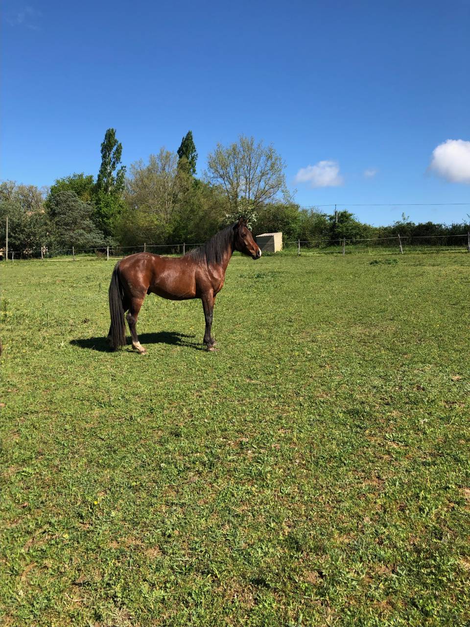 Nadir des Galiniers Cheval Pure Sang Arabe 3 ans