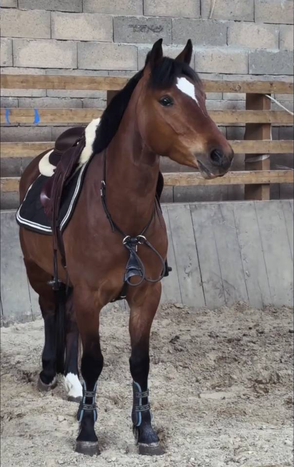 Ponette &agrave; vendre de 4 ans 