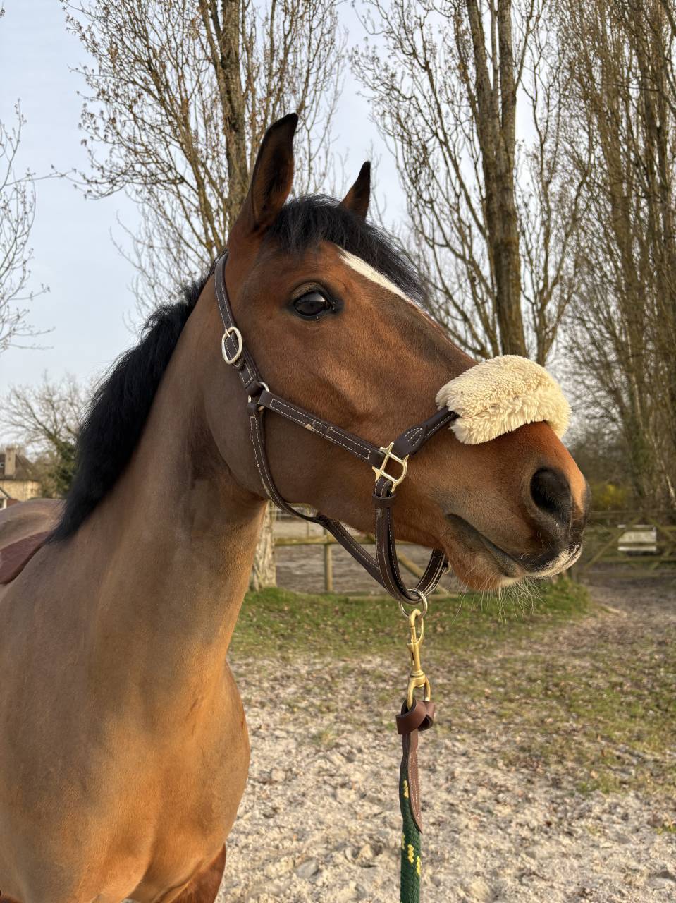 Ponette &agrave; vendre de 4 ans 