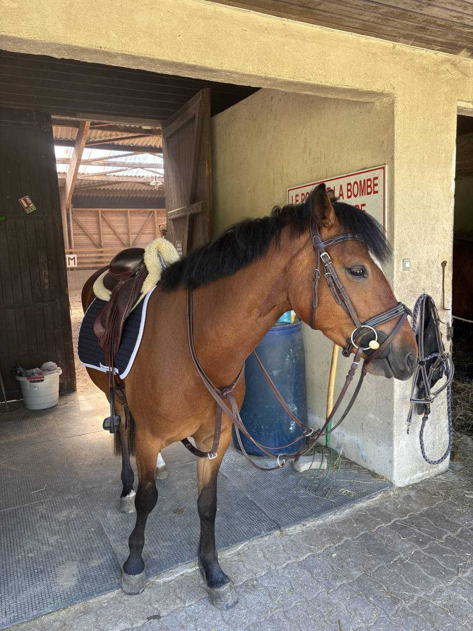 Ponette &agrave; vendre de 4 ans 