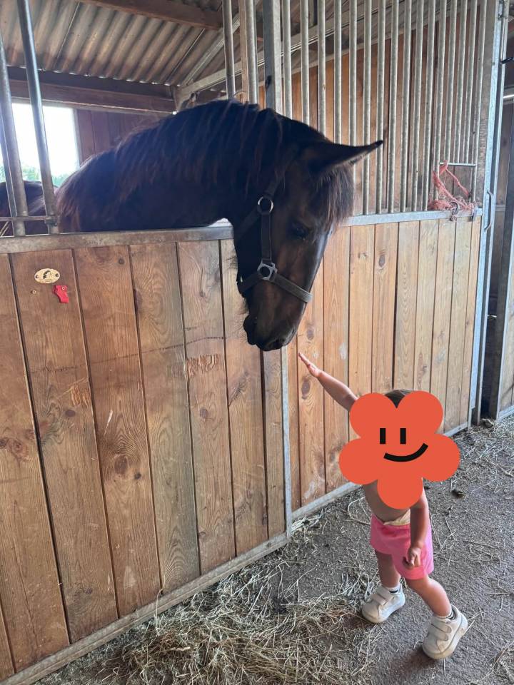 Magnifique poulain frison 1 ans