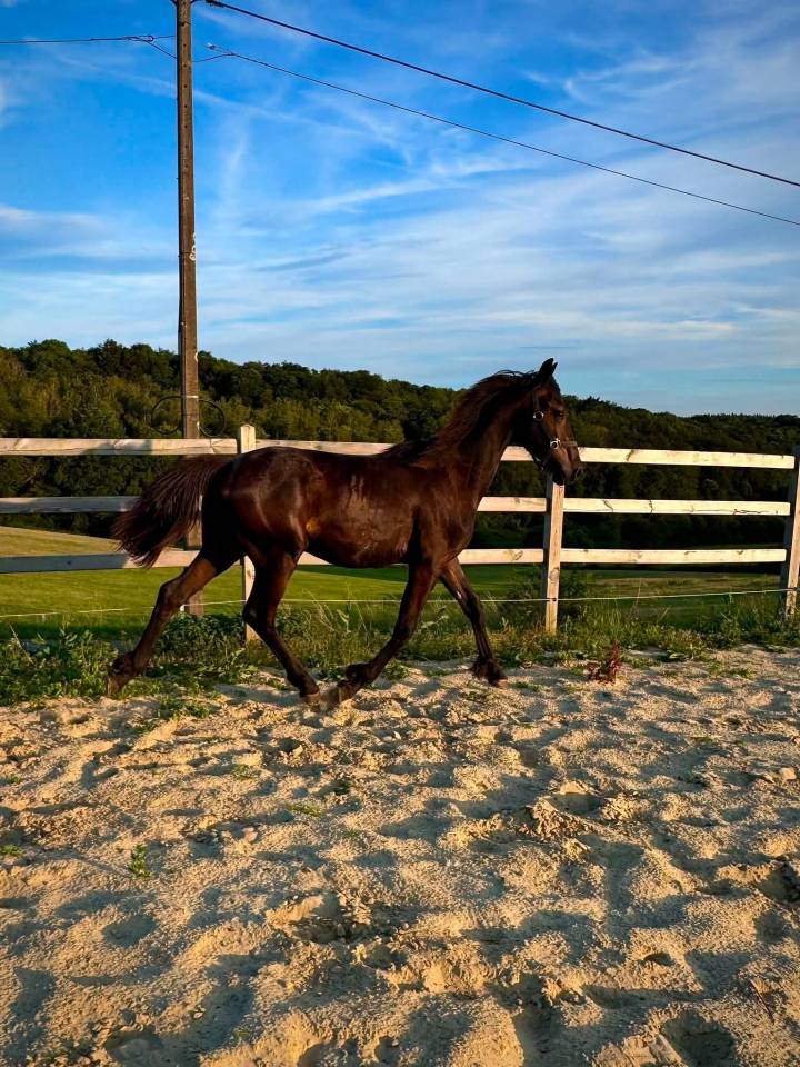Magnifique poulain frison 1 ans