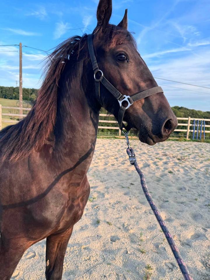 Magnifique poulain frison 1 ans