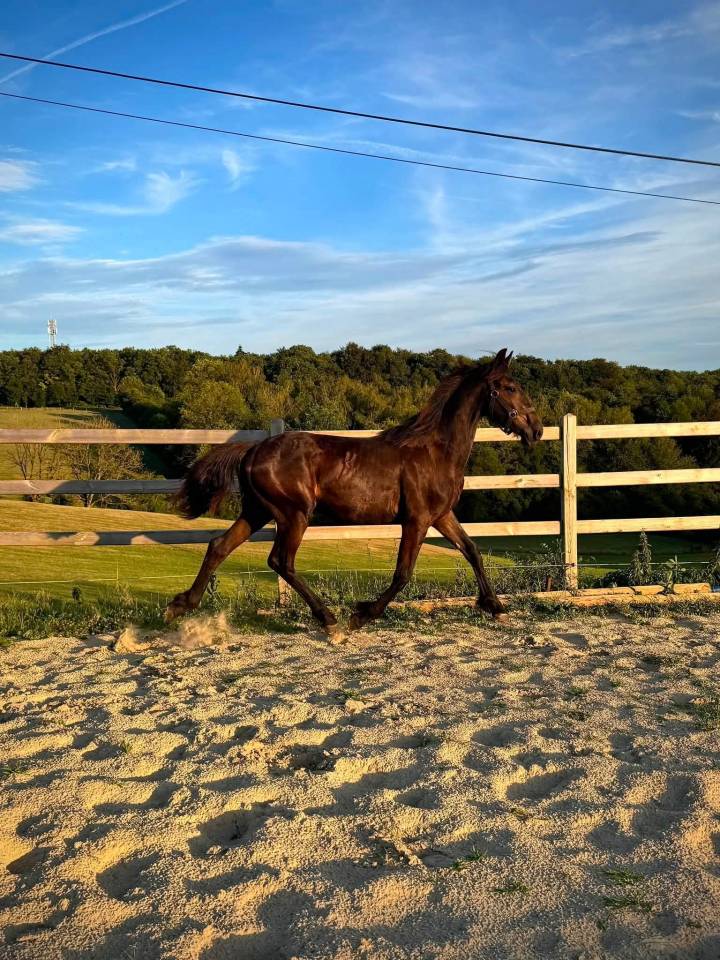 Magnifique poulain frison 1 ans