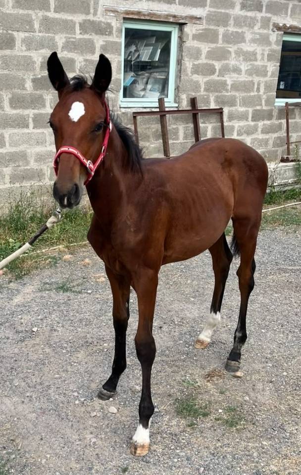Poulain sport 