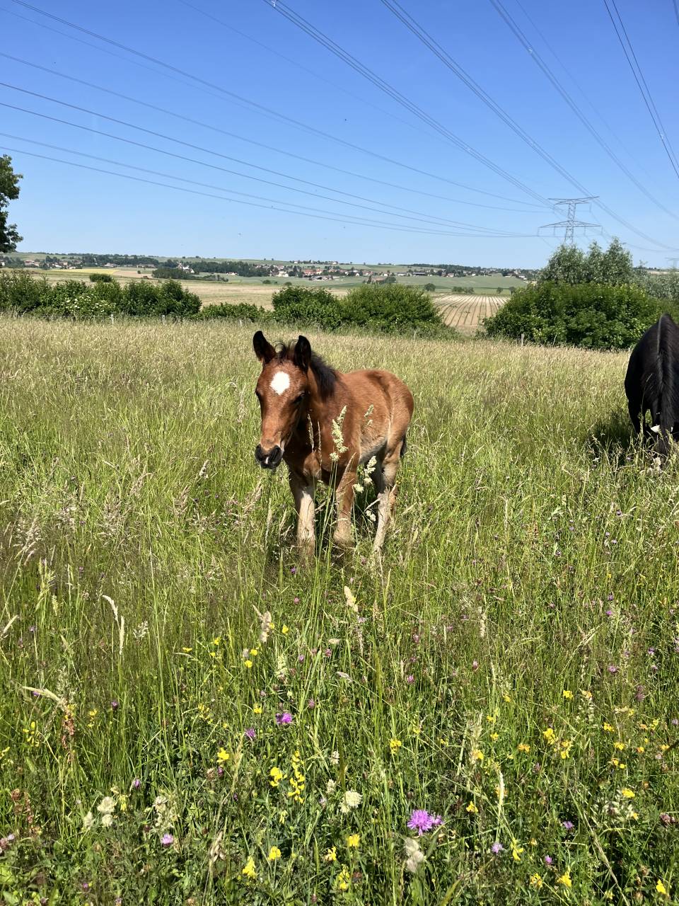 Poulain sport 