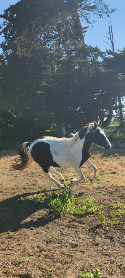 Poney pottok