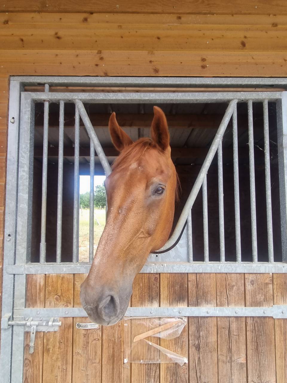 Cheval pour Balade et loisirs 