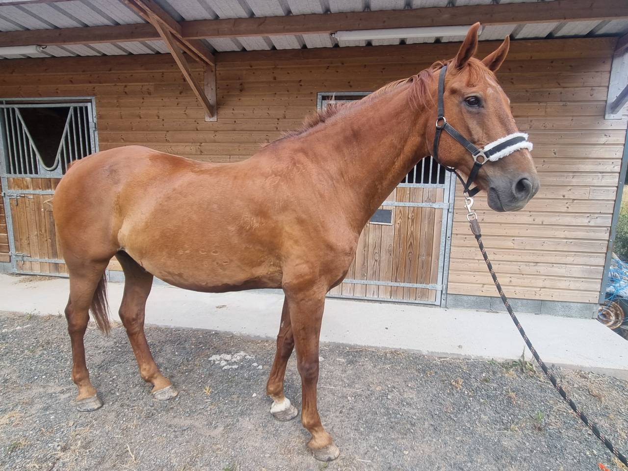 Cheval pour Balade et loisirs 