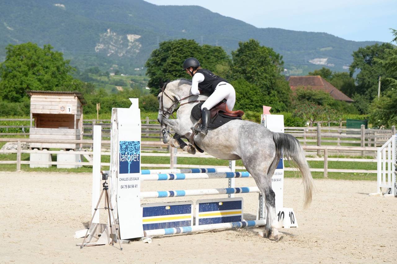 JUMENT DE 6 ANS PAR QUILVARO DE LYR