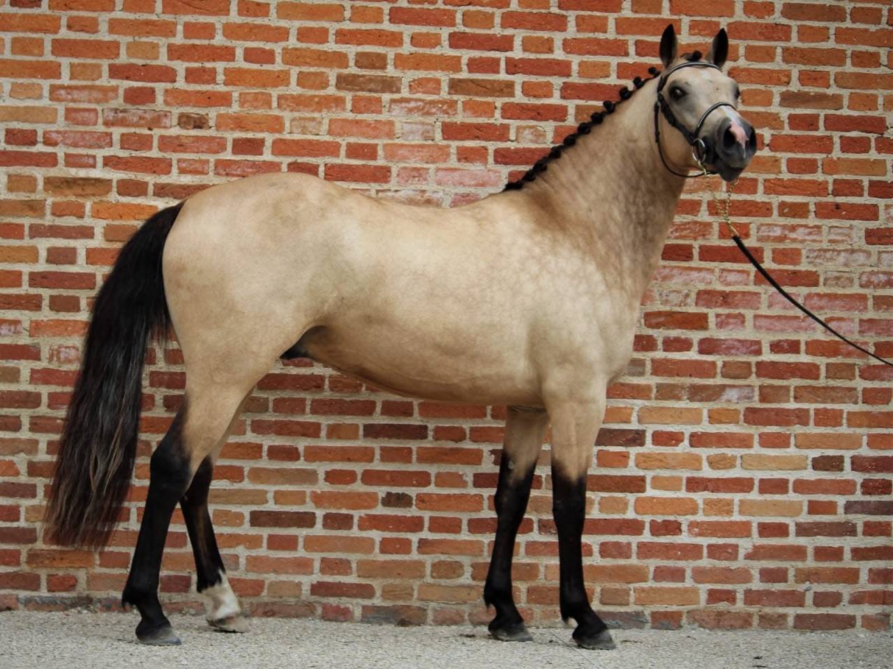 Poney 6 ans PFS