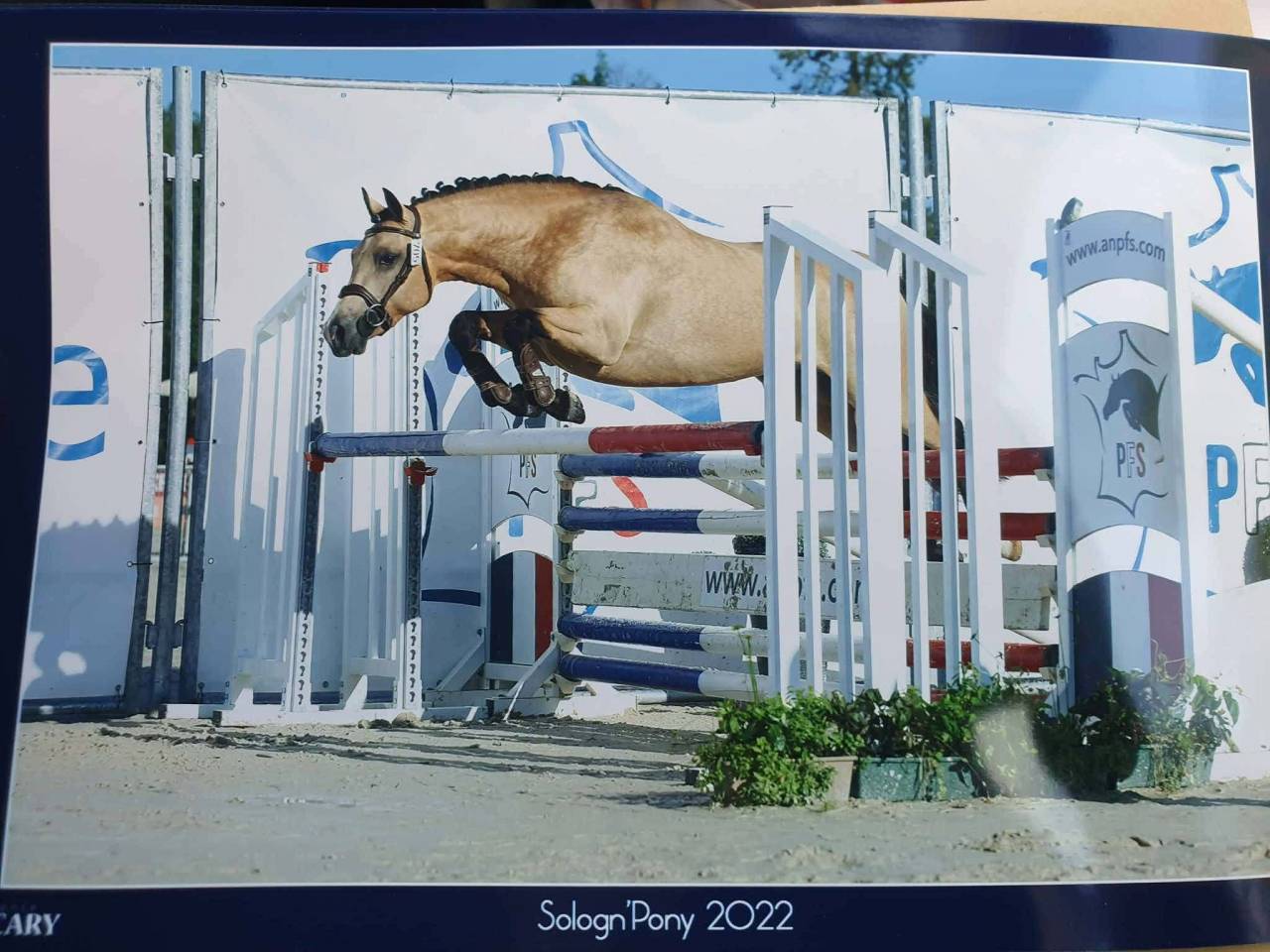 Poney 6 ans PFS