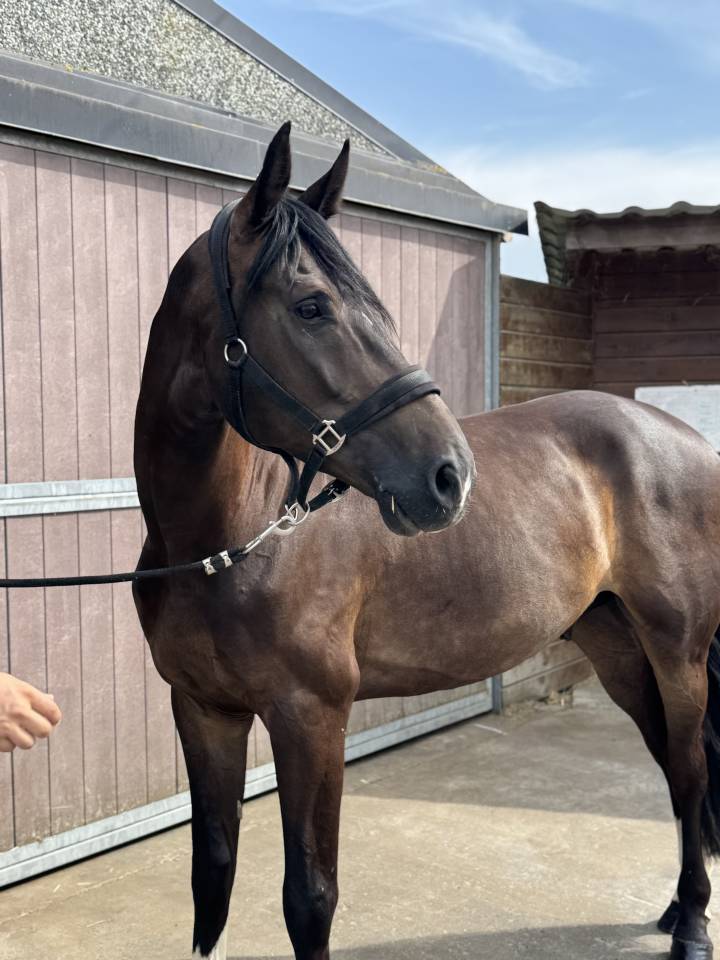 Hongre KWPN de 5 ans &ndash; Donthargos &times; Opium