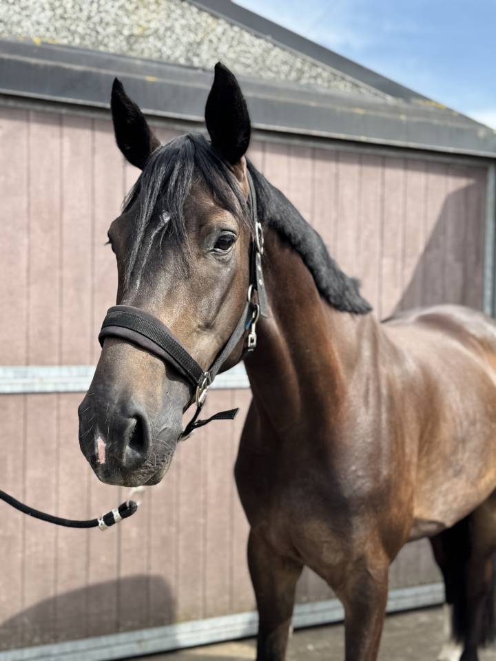 Hongre KWPN de 5 ans &ndash; Donthargos &times; Opium