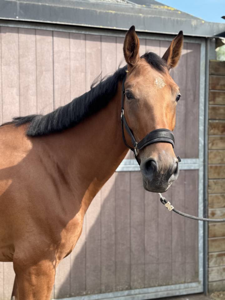 Jument SF de 4 ans &ndash; Cicave du Talus GFE &times; Kashmir